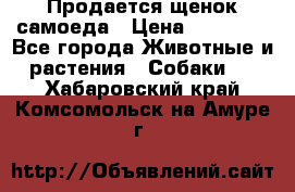 Продается щенок самоеда › Цена ­ 15 000 - Все города Животные и растения » Собаки   . Хабаровский край,Комсомольск-на-Амуре г.